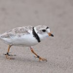 article image - 0802 Piping Plover